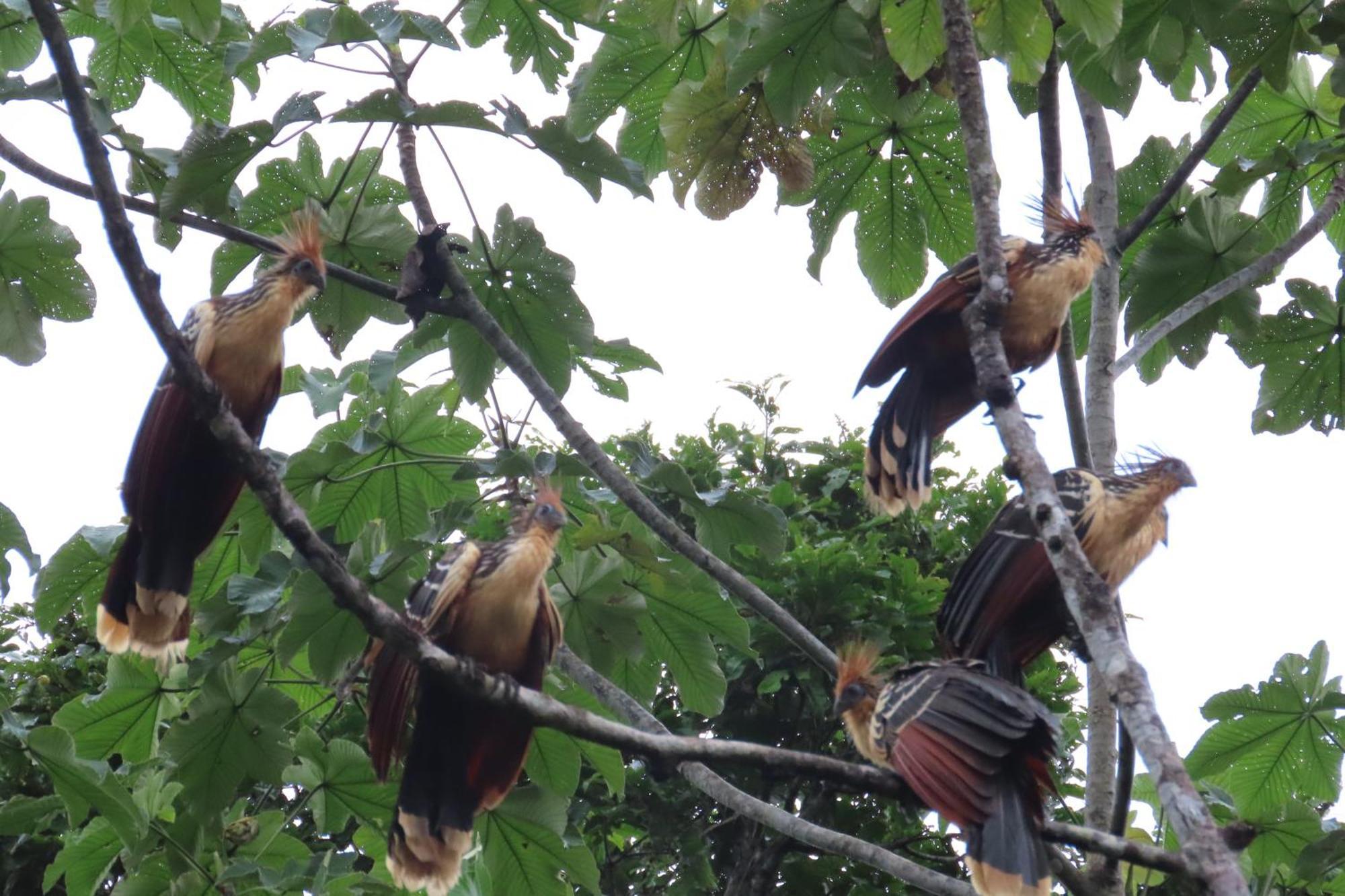 Hospedaje Y Tours Reina Arriera Amazonas Colombia Macedonia Exteriör bild